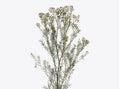 Waxflower Plant - 1ft Tall - Chamelaucium uncinatum 'Jupiter Moon' - Stunning White Flowers & Dark Green Needle-Shaped Leaves