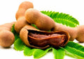 Organic Sweet Tamarind Live Plant 18-22 Inch Tall Tamarindus indica in 1 Gal Pot - Edible Fruit Tree for Containers