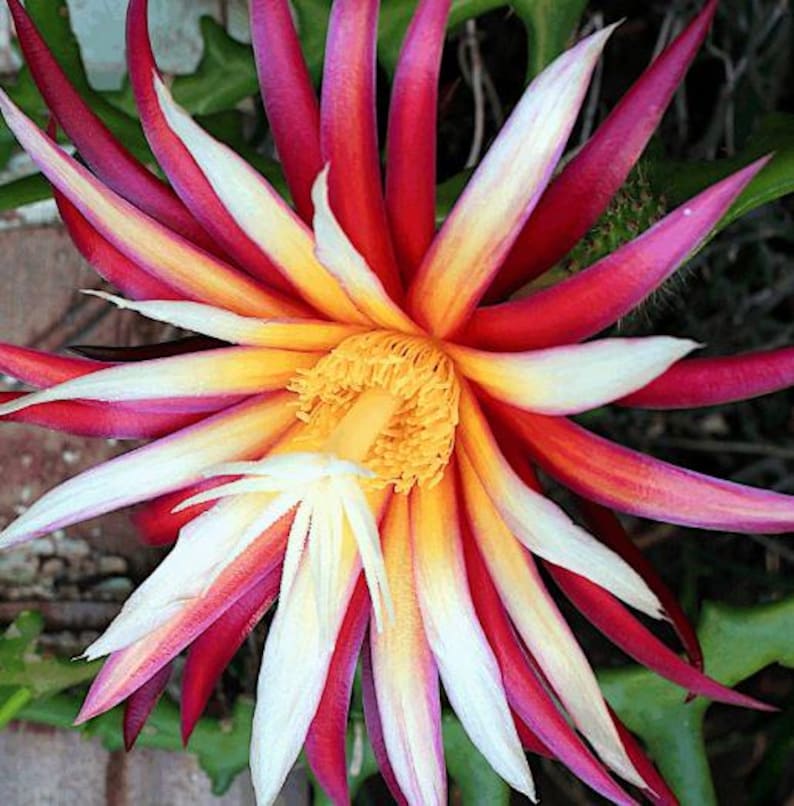 Fishbone Cactus Live Plant 8-10" Half Gal Pot Red Flowers Disocactus anguliger Zig Zag Cactus Native to Mexico Ornamental Plant