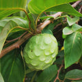 Organic Cherimoya Plant, 12-18 Inch in 1 Gal Pot, Self-Pollinating Tree, Annona cherimola, Hardy to 25-35°F