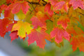 Maple Seedlings - 3 Native NH Seedlings - Acer Species - Hardy Maple Plants for Landscaping and Gardening