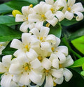 Orange Jasmine Plant 10-12 inch in 1 Gallon Pot, Murraya paniculata, Year-Round Fragrant Flowers