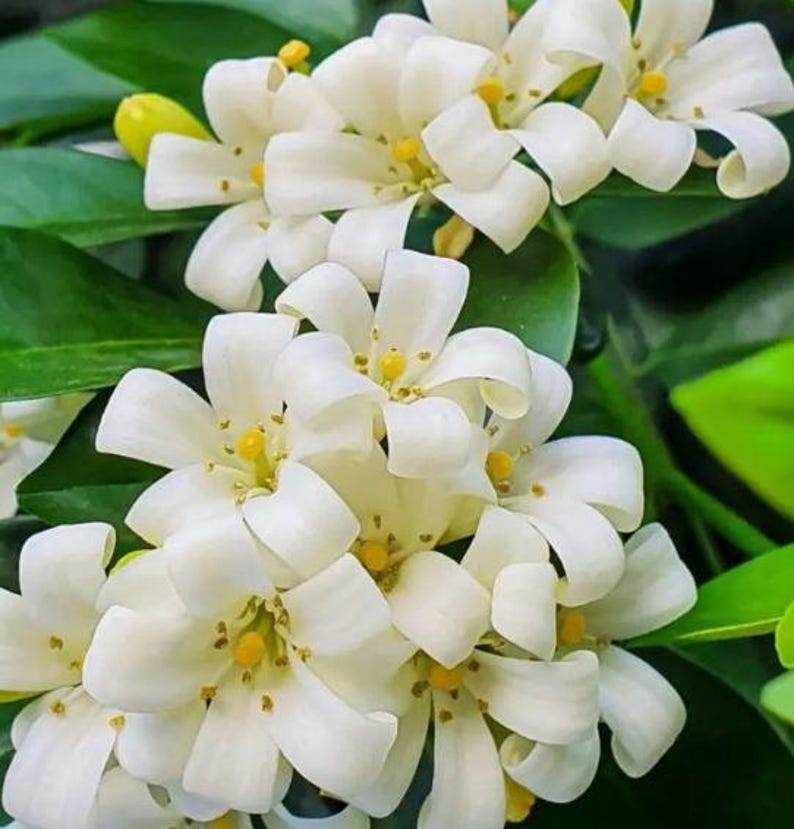 Orange Jasmine Plant 10-12 inch in 1 Gallon Pot, Murraya paniculata, Year-Round Fragrant Flowers