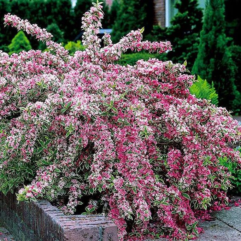 Variegated Weigela Plant - Weigela florida - Colorful Foliage for Gardens and Landscapes