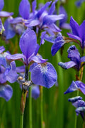 Flag Iris Plant - Blue, Yellow, or Reddish Brown - Iris versicolor - Perfect for Wetlands and Spring Blooms
