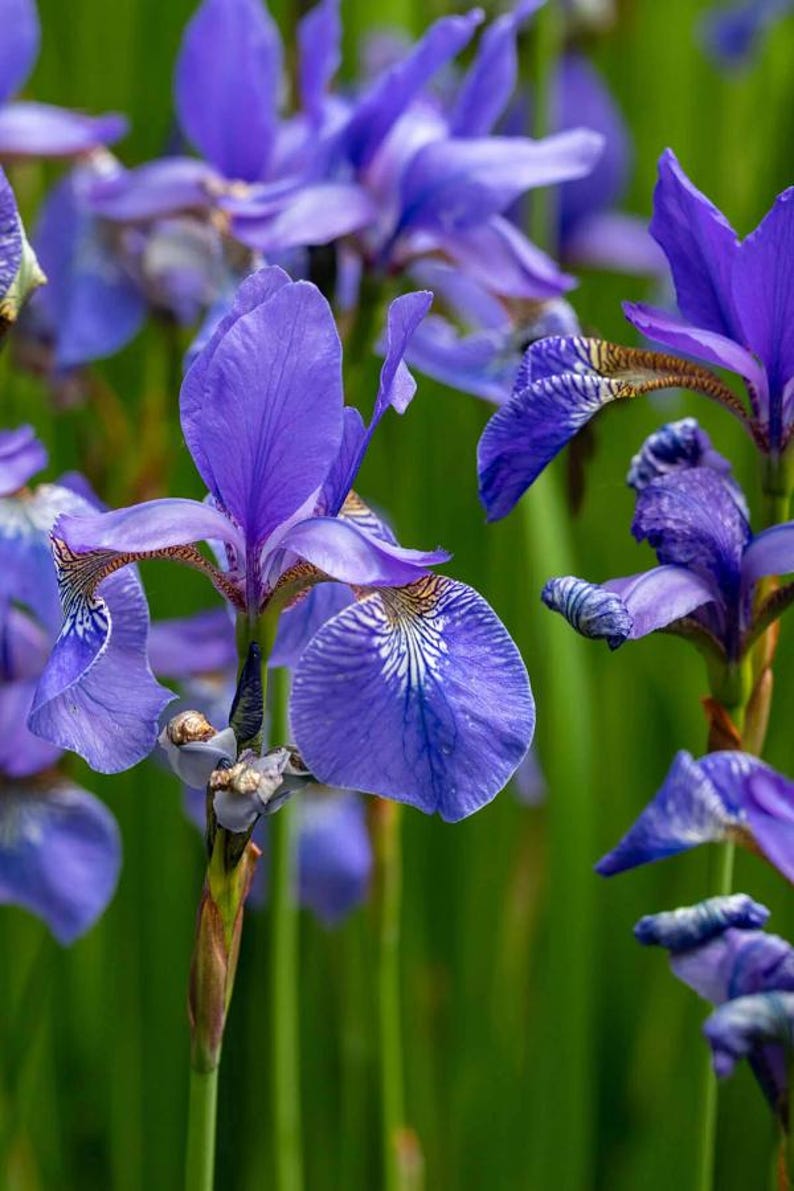 Flag Iris Plant - Blue, Yellow, or Reddish Brown - Iris versicolor - Perfect for Wetlands and Spring Blooms