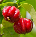 Surinam Cherry Starter Plant 4" Pot | Fast Growing Pitanga Plant | Edible Fruit | Eugenia uniflora