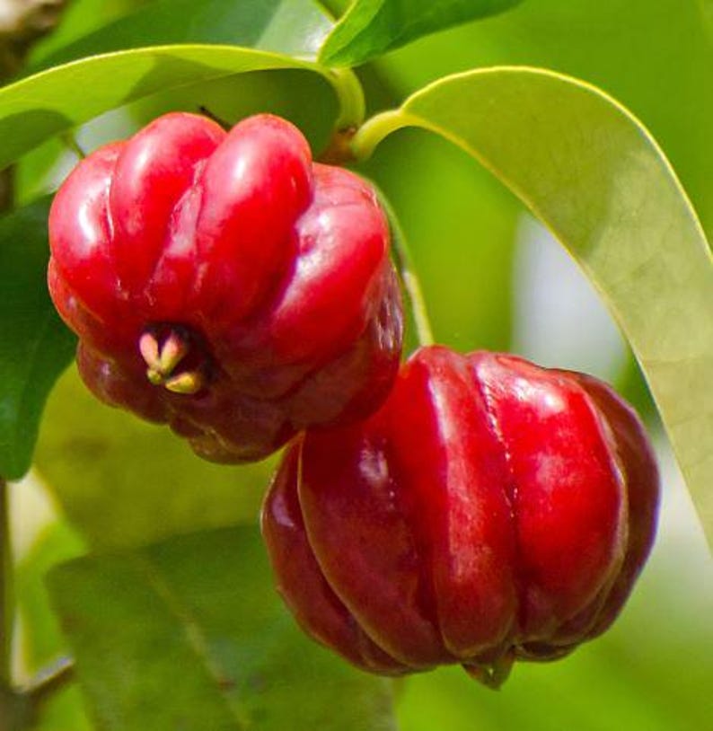 Surinam Cherry Starter Plant 4" Pot | Fast Growing Pitanga Plant | Edible Fruit | Eugenia uniflora