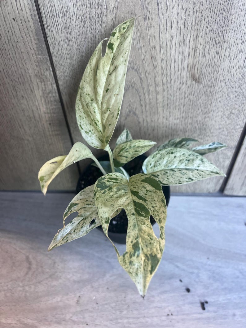 Epipremnum Pinnatum Marble Variegated 4" Pot, Marble King Pothos, Heart-Shaped Leaves, Indoor Houseplant
