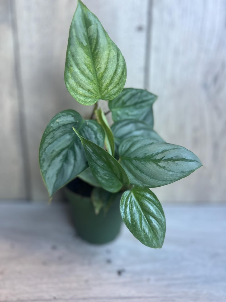 Philodendron Sodiroi in 4" Pot, Rare Silver Aroid, Heart-Shaped Leaves, Philodendron sodiroi