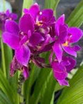 Purple Ground Orchid Live Plant 6" Pot, Vibrant Purple Blooms, Spathoglottis Plicata, Indoor/Outdoor Air Purifier