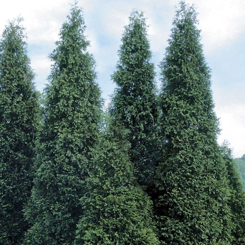 Green Giant Arborvitae Plant 4" Container Thuja Green Giant Evergreen for Hedges, Full Sun to Partial Shade