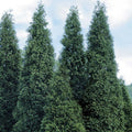 Green Giant Arborvitae Plants - 4" Containers, Thuja Green Giant - Ideal for Hedges, Full Sun to Partial Shade