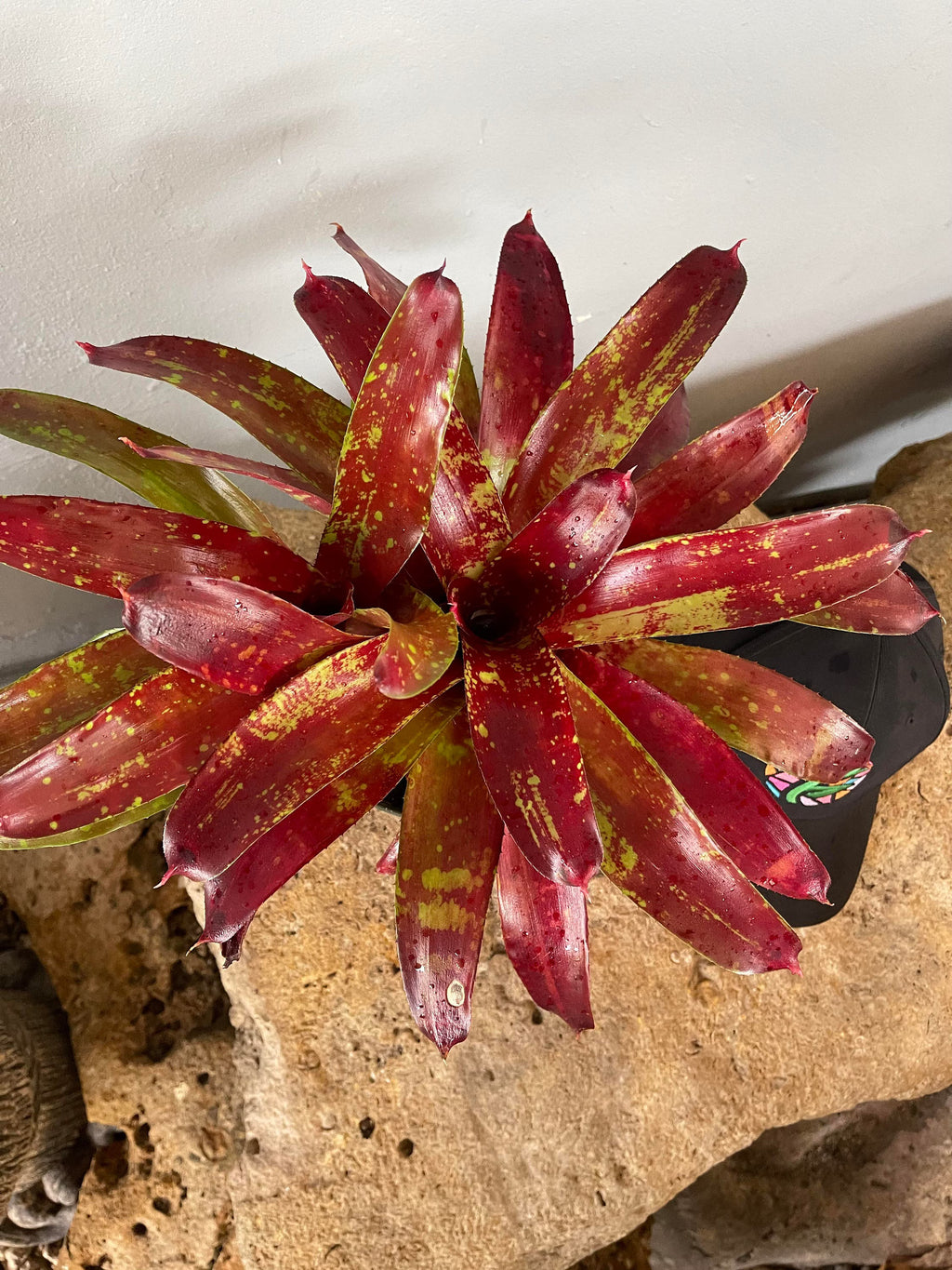 Bromeliad Neoregelia ‘Gazpacho’ Live Plant – Exotic Tropical Houseplant – Colorful Rosette Bromeliad – Bareroot Growing Starter