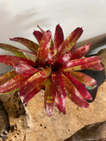 Bromeliad Neoregelia ‘Gazpacho’ Live Plant – Exotic Tropical Houseplant – Colorful Rosette Bromeliad – Bareroot Growing Starter