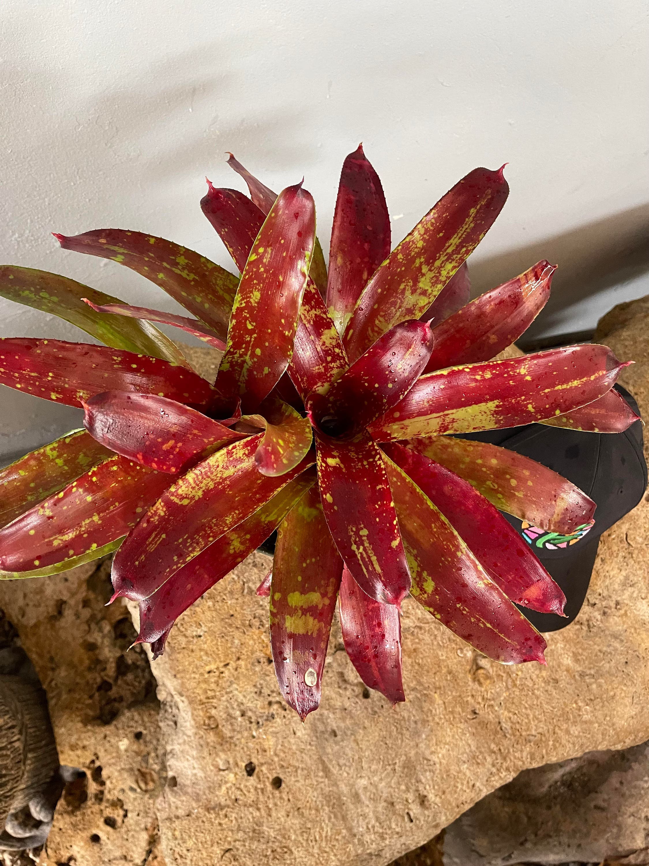 Bromeliad Neoregelia ‘Gazpacho’ Live Plant – Exotic Tropical Houseplant – Colorful Rosette Bromeliad – Bareroot Growing Starter