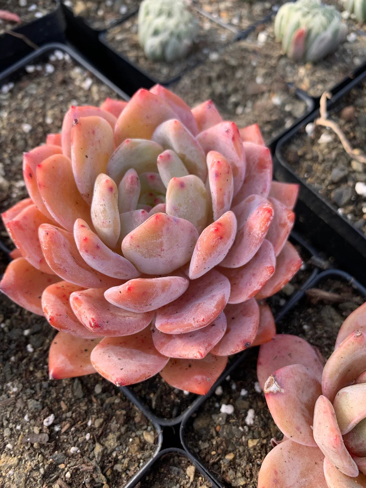 Echeveria Orange Monroe – Rare Succulent Plant 2” | Live Bare Root | Easy Care Pastel Echeveria | Indoor Outdoor