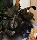 Philodendron Black Cardinal (Philodendron erubescens) Live Plant 3-5” Tall - Rare Dark Foliage Houseplant - Bareroot Starter