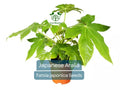 20 Japanese Aralia Seeds | Fatsia japonica, Indoor Potted or Border Plant, Evergreen Shrub, Non-GMO, Low-Light Houseplant for Home & Garden