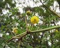 Acacia arabica Seeds – Vachellia nilotica, Babul Tree, Gum Arabic, Egyptian Thorn Acacia (5 Seeds)