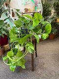 Golden Pothos Rooted Cutting – Live Easy-Care Houseplant | Epipremnum Aureum | Natural Indoor Décor Plant