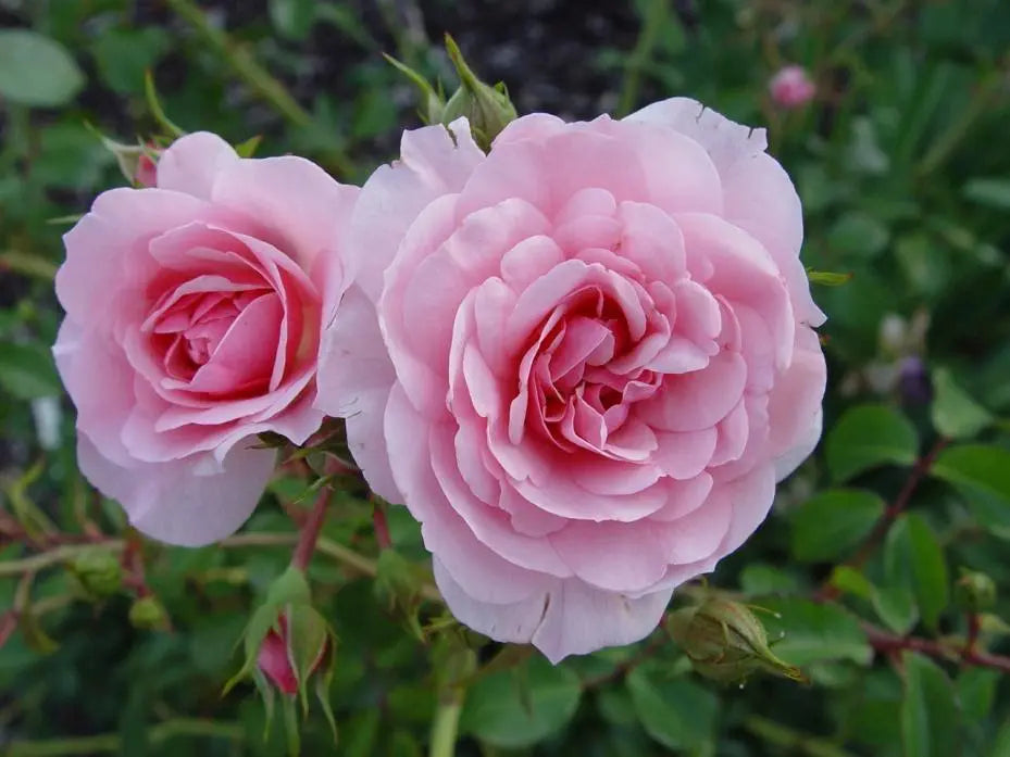 Super Rare Bonica Rose Cuttings (3) – Rosa ‘Bonica 82’ | Pink Floribunda Rose | Unrooted Cuttings for Rooting or Grafting