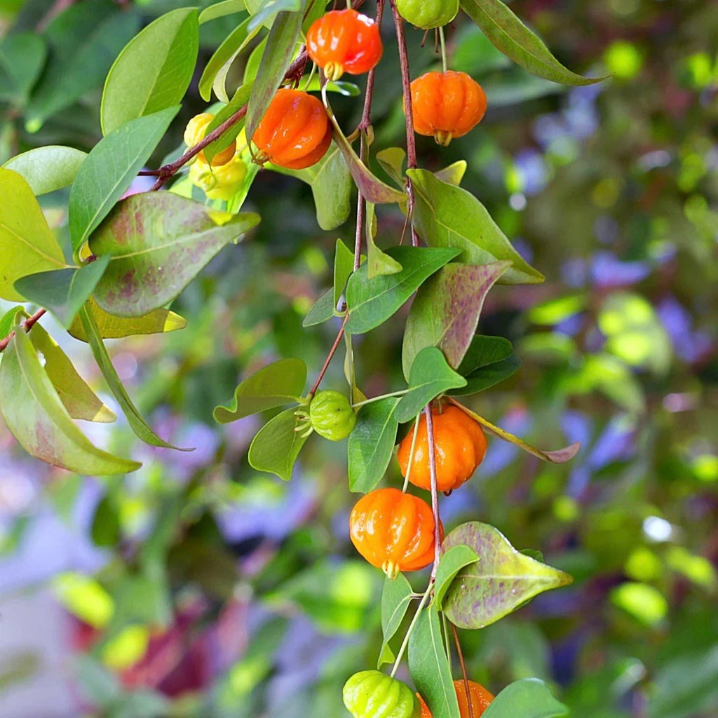 1 Surinam Cherry Plant (Eugenia uniflora) | Bare Root Starter | Pitanga | Tropical Fruit Tree | Edible Hedge | Fast Growing