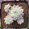 Echeveria ‘Margaret’ – Rare Succulent Plant 2–3” | Live Bare Root | Easy Care Pastel Echeveria | Indoor Outdoor Decor
