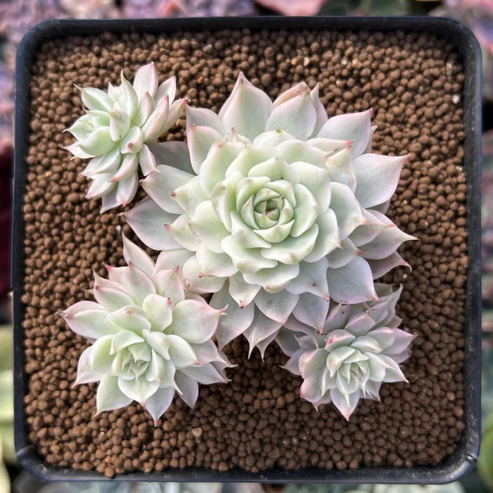 Echeveria ‘Margaret’ – Rare Succulent Plant 2–3” | Live Bare Root | Easy Care Pastel Echeveria | Indoor Outdoor Decor