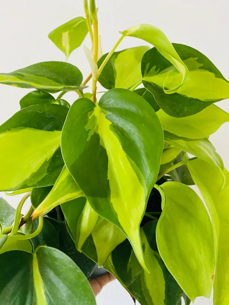 Philodendron Brasil Rooted Cutting – Live Easy-Care Houseplant | Variegated Heartleaf Philodendron | Indoor Natural Decor Plant