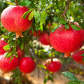 Super Rare Eversweet Pomegranate Cuttings (Punica granatum ‘Eversweet’) – 3 Fresh Scions for Rooting or Grafting – Nearly Seedless