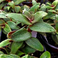 Cyanotis Kewensis, 4 Unrooted Cuttings, Fuzzy Trailing Succulent, Velvet Leaves, Green-Red Foliage