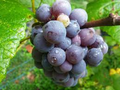 12 Unrooted Concord Grape (With Seeds) Cuttings 6-8" Organic, Vigorous Grower, Perfect for DIY Vineyards, Home Garden, Organic Fruit Growing