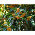 Osmanthus fragrans Apricot Echo Starter Plant Fragrant Tea Olive Rooted Shrub