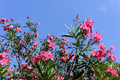 SUPER RARE Oleander 'Nerium' – 5 Fresh Cuttings for Rooting or Grafting | Fragrant Flowering Shrub