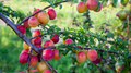 Japanese Red & Yellow Plum Cuttings, Prunus salicina, Edible Fruit, White Spring Flowers, USDA Zones 5-9