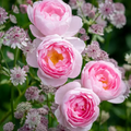 David Austin Rose Cuttings, 3 Unrooted Stems, 5" Long, Soft Pink Flowers, USDA Zones 5-9