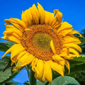 10 Mongolian Giant Sunflower Seeds | Tallest Sunflower Variety | Grow Huge Yellow Blooms | Non-GMO Seeds for Garden Giants