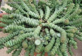 Crassula Marnieriana Baby Necklace Variegated Cuttings – 6 Live Succulent Cuttings 2–3 Inch for Propagation