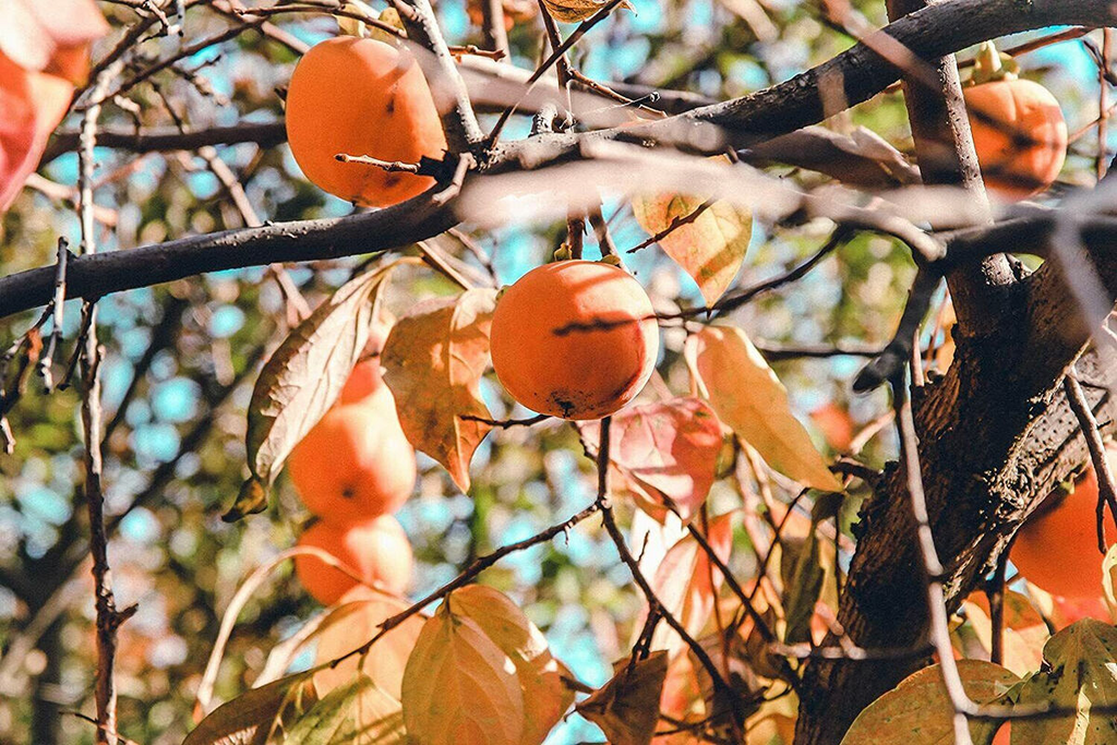 10 Persimmon Tree Seeds - Diospyros virginiana | Sugar Plum Fruit Tree | Cold-Hardy Native Tree for Home Orchard & Wildlife