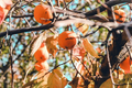 10 Persimmon Tree Seeds - Diospyros virginiana | Sugar Plum Fruit Tree | Cold-Hardy Native Tree for Home Orchard & Wildlife
