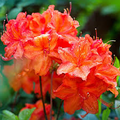 Fireball Azalea Rhododendron | Well-Rooted Starter Plant | Deciduous Shrub | Red Blooms | Outdoor Landscape Plant
