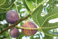 6 Brunswick Fig Tree Unrooted Cuttings 6-8" - Ficus Carica, Sweet Fruit, Easy to Grow, Starter Plant