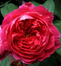 4 Cuttings Benjamin Britten English Rose 5-7 Inches Rosa Shrub Flower Propagation