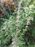 Variegated Cuban Oregano Cuttings - 4 Live Cuttings, Plectranthus amboinicus, Edible Herb