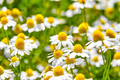Chamaemelum nobile Seeds - 100 Count - Roman Chamomile - Perennial Ground Cover