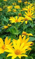 Tithonia Diversifolia 4 Live Rooted Cuttings - Mexican Sunflower - Fast Growing - Chop & Drop Mulch - Pollinator Magnet
