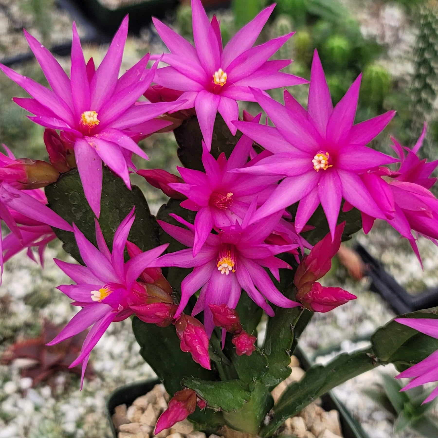 3 Pink Easter Cactus Cuttings 2+ Segments Spring Cactus Rhipsalidopsis Unrooted