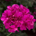 Hot Pink Ivy Geranium Cuttings - 5 Count - Pelargonium peltatum - Flowering Plant