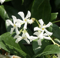 Star Jasmine Plant (Trachelospermum jasminoides) - 1 Rooted Stem, 8-12 Inches Tall